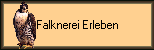 Falknerei Erleben