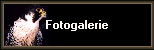 Fotogalerie